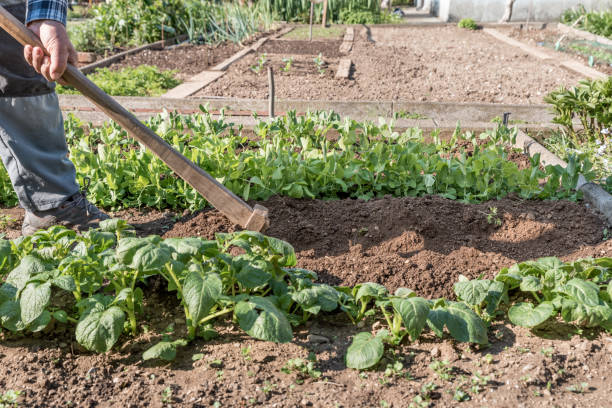 istock Senior Man Working in the Vegetable Garden on Sunny Spring Day 1297853853