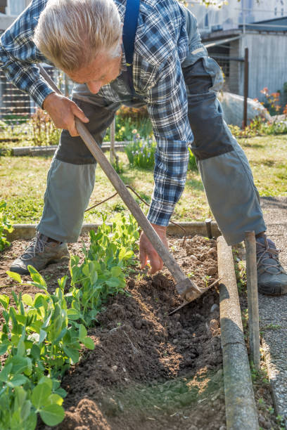 istock Senior Man Working in the Vegetable Garden on Sunny Spring Day 1297853854
