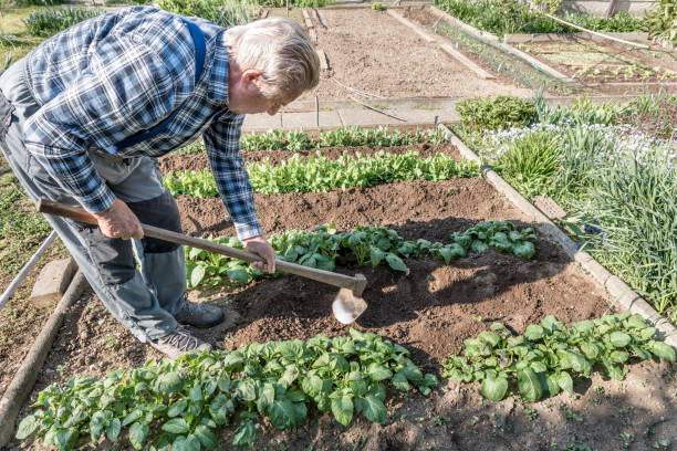 istock Senior Man Working in the Vegetable Garden on Sunny Spring Day 1297853866