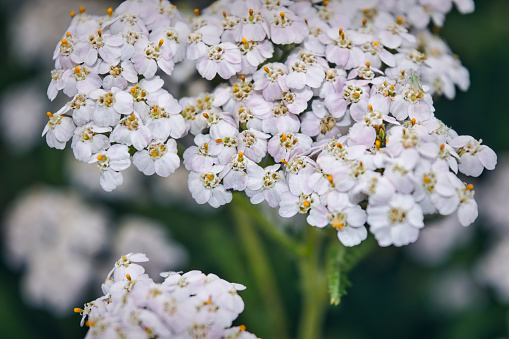 Common yarrow Achillea millefoliumwhite flowers close up top view as floral background against green blurred grass.