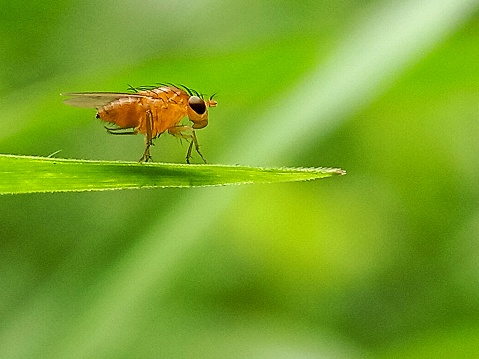 Drosophila melanogaster is a type of winged insect that belongs to the Diptera order. This species is commonly known as fruit fly in experimental biology libraries and is the model organism most widely used in the research of genetics, physiology and the evolution of life history. Wikipedia