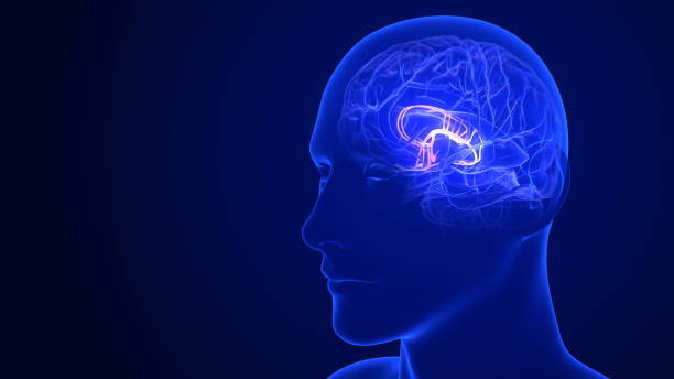 anatomia mózgu - układ limbiczny. renderowanie 3d - hypothalamus zdjęcia i obrazy z banku zdjęć