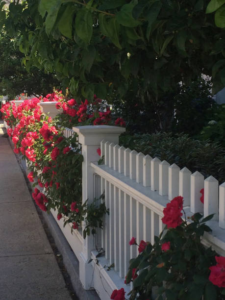 istock Red Roses Encompass A Whte Fence 1297857395