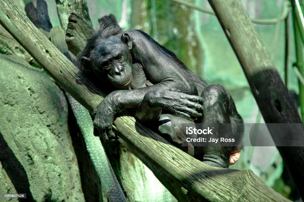 Sad Chimpanzee Depressed Chimpanzee in captivity Chimpanzee Stock Photo