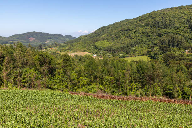 istock Forest and farm plantation with mountains in background 1297858674