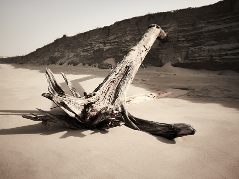 Close-up of dead tree branches and roots on the beach by the sea