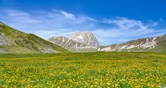 Buttercups meadow in Gran Sasso National Park