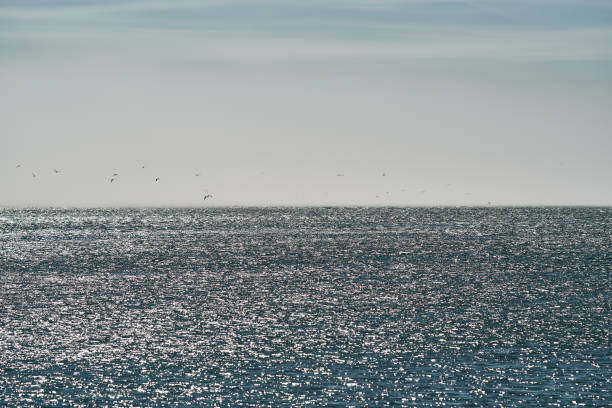 Mist and birds over emerald green shiny sea surface, sunlight