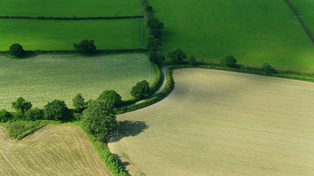 istock Top Down Drone Shot of Mown Fields in Summer 1297861517