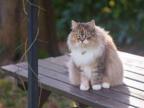 istock Tabby cat sitting on the table in the yard 1297861533