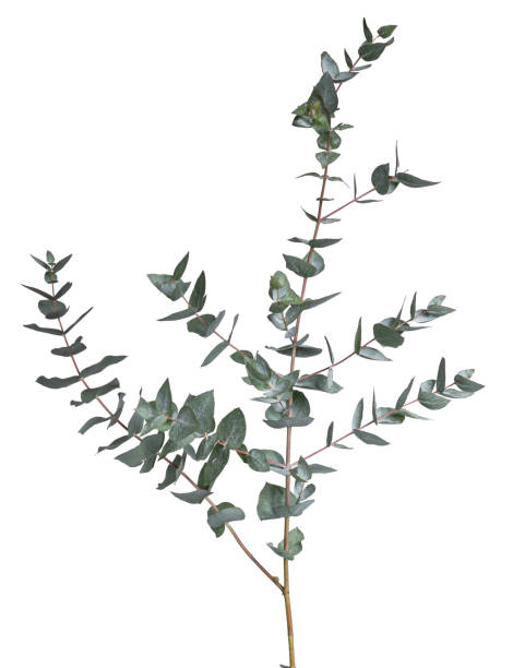 Branch with side branches of the Eucalyptus tree. On a white background.