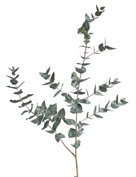 Grey green or glaucous leaves on a branch with side branches of the Eucalyptus tree. isolated on a white background.