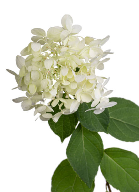 istock Lime green flower hydrangea or hortensia head. On a white background. 1297865905