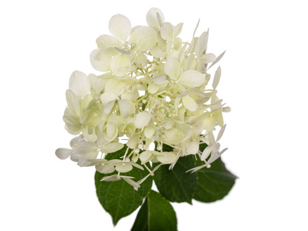 istock Lime green flower hydrangea or hortensia head. On a white background. 1297865907