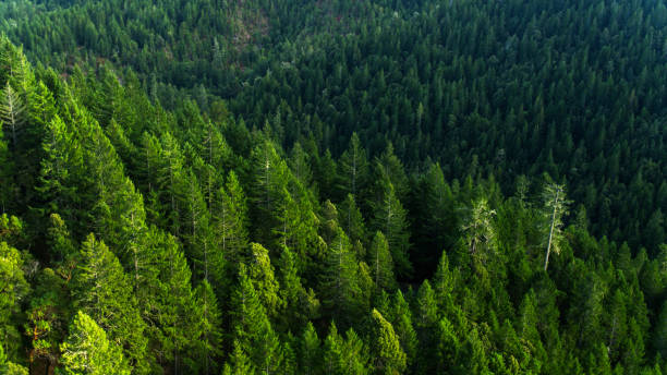 istock Summer Sunlight on Redwood Forest - Drone Shot 1297865932