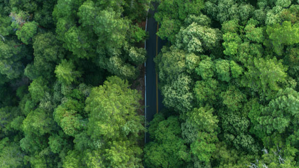 istock Empty Road in Redwood Forest - Top Down Drone Shot 1297865940