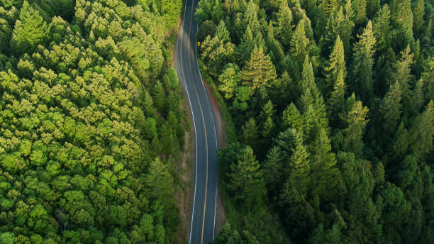Empty Winding Road in Redwood Forest - Aerial Aerial shot of lush green forest in Standish-Hickey State Recreation Area in Mendocino County, Northern California on a summer morning. mendocino county photos stock pictures, royalty-free photos & images