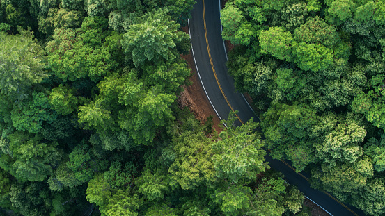 Carretera curvando a través de Redwood Forest - Top Down Drone Shot photo