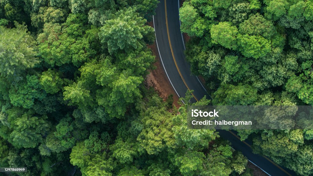 Road Curving Through Redwood Forest - Top Down Drone Shot Aerial shot of lush green forest in Standish-Hickey State Recreation Area in Mendocino County, Northern California on a summer morning. Redwood Forest Stock Photo