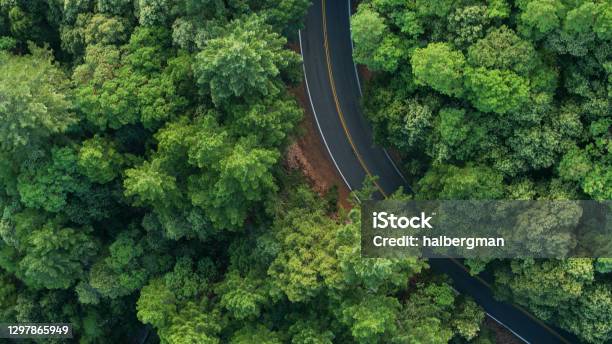 Road Curving Through Redwood Forest Top Down Drone Shot Stock Photo - Download Image Now