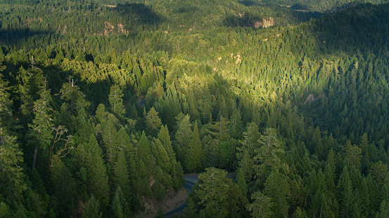 Aerial shot of lush green forest in Standish-Hickey State Recreation Area in Mendocino County, Northern California on a summer morning.