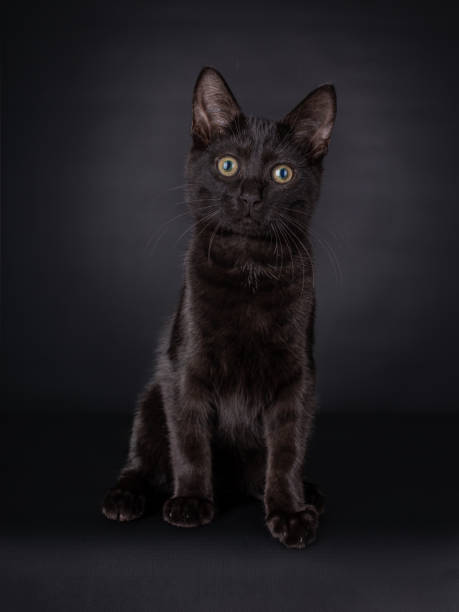 istock Sitting black house cat on a black background. 1297866745