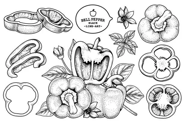 Vector illustration of Set of bell pepper hand drawn elements botanical illustration