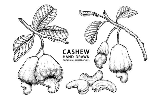 satz von cashew-frucht handgezeichnete elemente botanische illustration - cashewnuss stock-grafiken, -clipart, -cartoons und -symbole