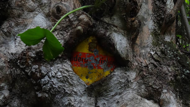 istock Hiking sign stuck inside of tree growing around it 1297868147