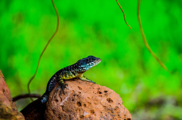 istock Small lizard, reptile, nature, macro photography 1297868759