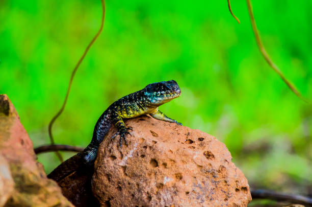 istock Small lizard, reptile, nature, macro photography 1297868775