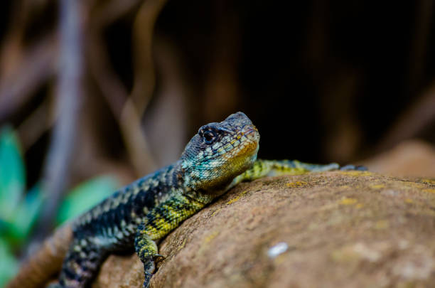 istock Small lizard, reptile, nature, macro photography 1297868799