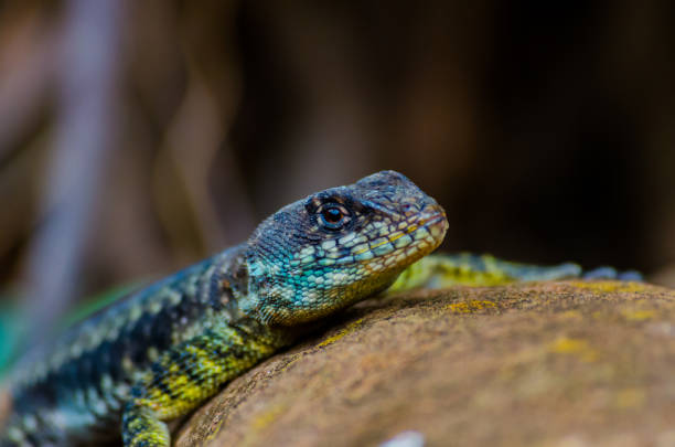 istock Small lizard, reptile, nature, macro photography 1297868809