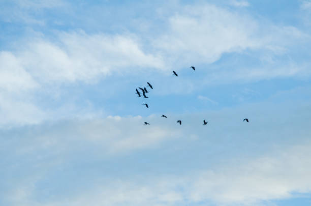 istock Formation of birds flying in a blue sky with clouds 1297868826