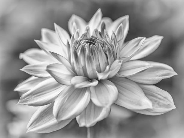 istock Dahlia Flower with bokeh, in Black and White 1297868847