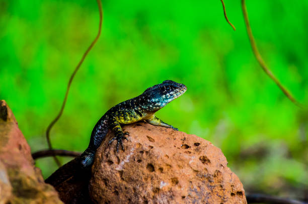 istock Small lizard, reptile, nature, macro photography 1297868860