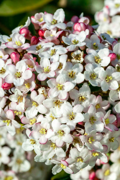 istock Viburnum x burkwoodii blossom 1297869837