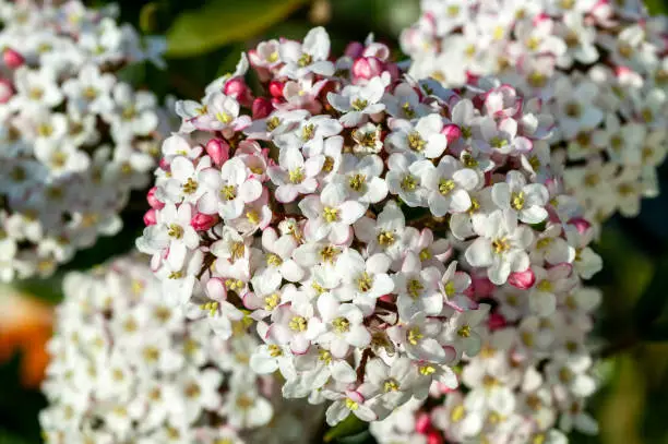 Viburnum x burkwoodii a spring flowering shrub plant with a white pink springtime flower in April and May, stock photo image