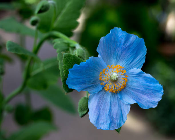 beautiful closeup of the blue poppy meconopsis - poppy flower petal stamen imagens e fotografias de stock