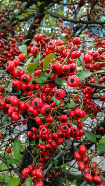 istock New year plant/Ruscus aculeatus/ Butcher's-broom 1297871152