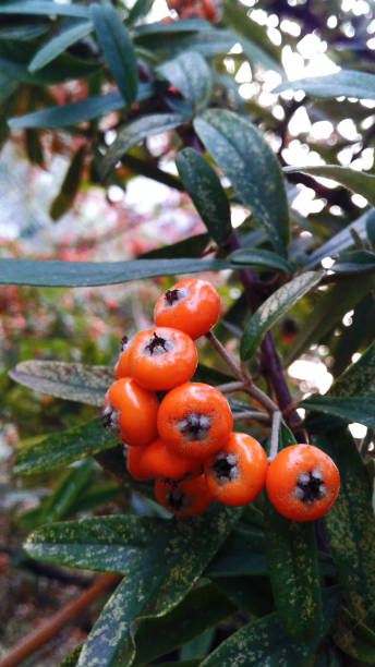 istock New year plant/Ruscus aculeatus/ Butcher's-broom 1297872176