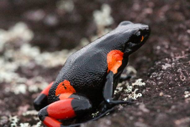 Mantella cowanni - Wikipedia Madagascar poison frog red amphibian frog animals in the wild stock pictures, royalty-free photos & images