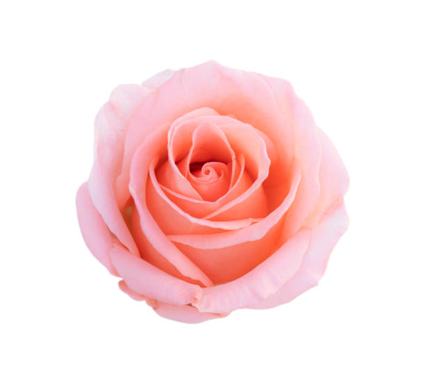 istock Pink rose flower isolated on white background, soft focus and clipping path. 1297877427