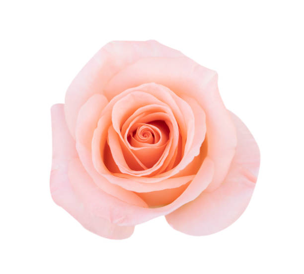 istock Red rose isolated on white background, clipping path and - soft focus 1297877448