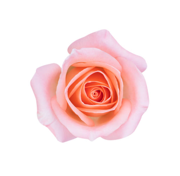 istock Pink rose flower isolated on white background, soft focus and clipping path. 1297877462