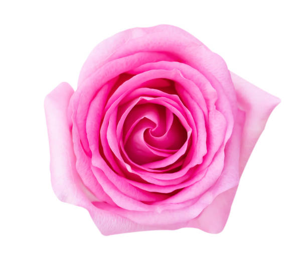 istock Pink rose flower isolated on white background, soft focus and clipping path. 1297877484