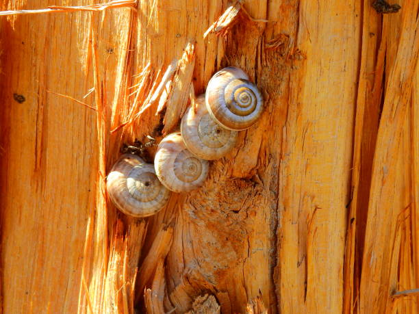 Four snails stay together in a wood