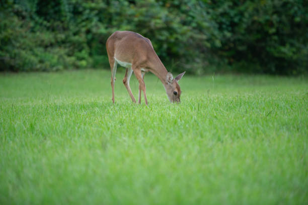 istock Deer peacefully walking and feeding in the woods 1297878429