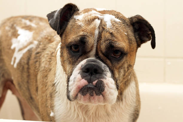 istock Australian Bulldog Puppy Having A Bath 1297879003