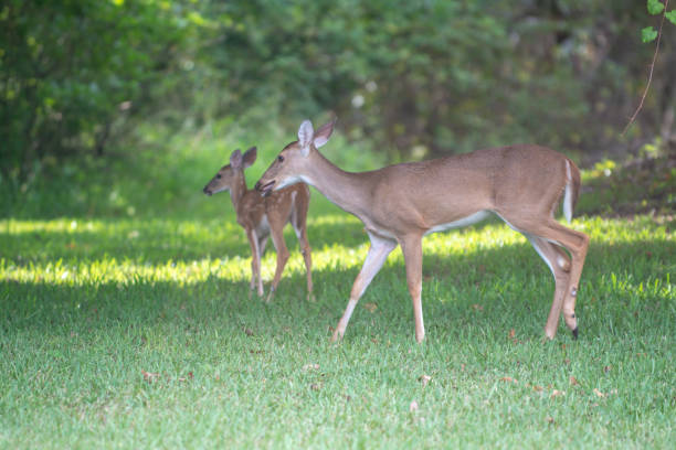 istock Deer peacefully walking and feeding in the woods 1297879027